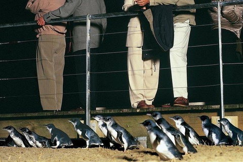 Phillip Island Penguin And Wildlife Tour - Accommodation Fremantle 20