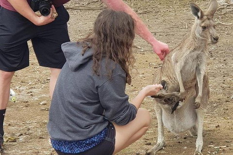 Phillip Island Penguin And Wildlife Tour - Accommodation Fremantle 12