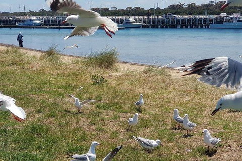 Phillip Island Penguin And Wildlife Tour - Accommodation Fremantle 1
