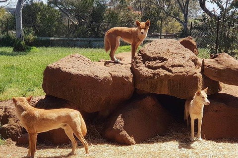 Phillip Island Penguin And Wildlife Tour - Accommodation Fremantle 7
