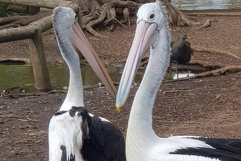 Phillip Island Penguin And Wildlife Tour - Accommodation Fremantle 6