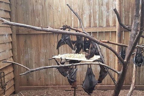 Phillip Island Penguin And Wildlife Tour - Accommodation Fremantle 31