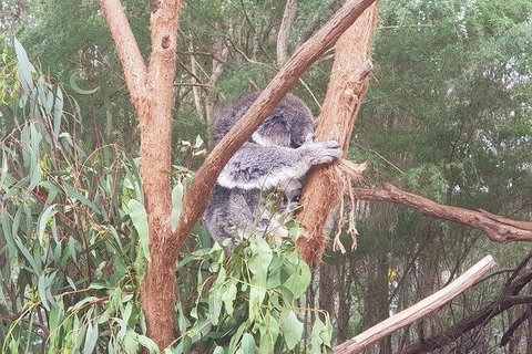 Phillip Island Penguin And Wildlife Tour - Accommodation Fremantle 16