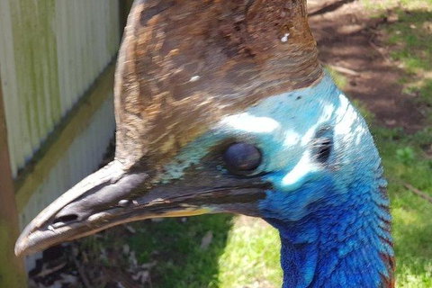 Phillip Island Penguin And Wildlife Tour - Accommodation Fremantle 19