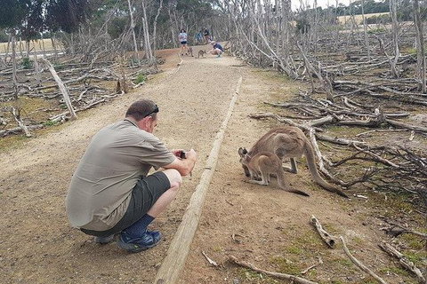 Phillip Island Penguin And Wildlife Tour - Accommodation Fremantle 30
