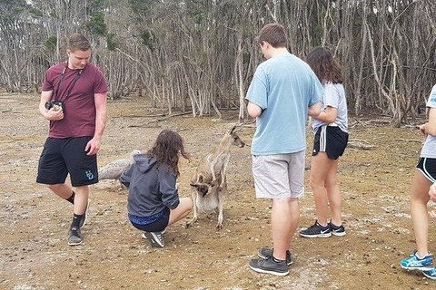 Phillip Island Penguin And Wildlife Tour - Accommodation Fremantle 3