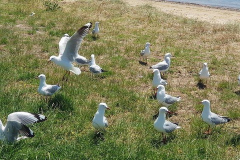 Phillip Island Penguin And Wildlife Tour - Accommodation Fremantle 9