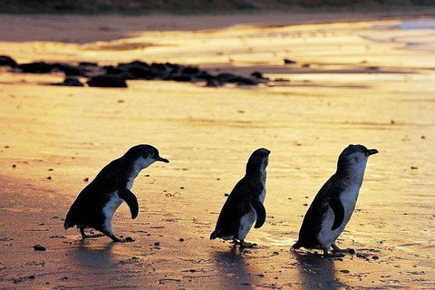 Phillip Island Penguin And Wildlife Tour - Accommodation Fremantle 13