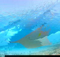 Marine Eco Safari - Swim with Manta Rays - Accommodation Fremantle