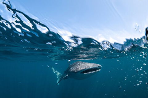 Whale Shark Safari - Accommodation Fremantle 6