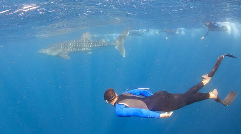 Whale Shark Safari - Accommodation Fremantle 4