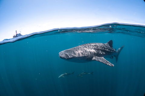 Whale Shark Safari - Accommodation Fremantle 3
