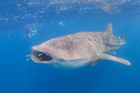 Whale Shark Safari - Accommodation Fremantle 5