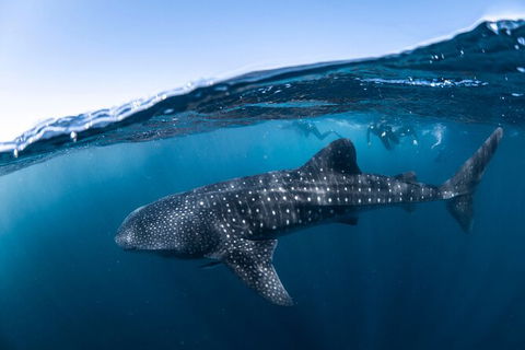 Whale Shark Safari - Accommodation Fremantle 2