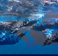 Whale Shark Safari - Accommodation Fremantle