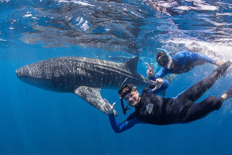 Whale Shark Safari - Accommodation Fremantle 0