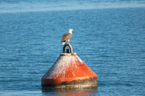 Roebuck Bay Snubfin Dolphin Cruise - Accommodation Fremantle 5