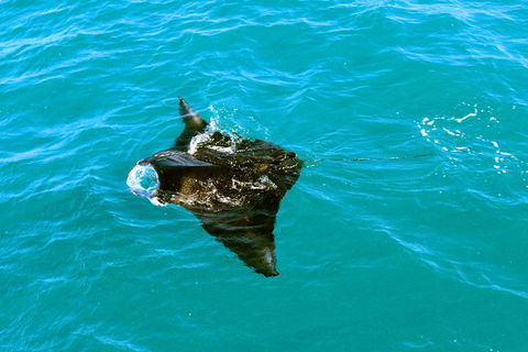 Roebuck Bay Snubfin Dolphin Cruise - Accommodation Fremantle 3
