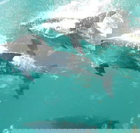 Roebuck Bay Snubfin Dolphin Cruise - Accommodation Fremantle
