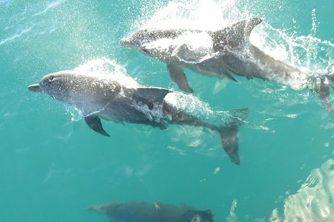 Roebuck Bay Snubfin Dolphin Cruise - Accommodation Fremantle 0