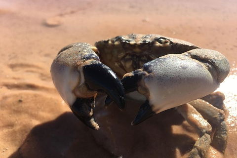 Dinosaur Adventure Tour - Accommodation Fremantle 14