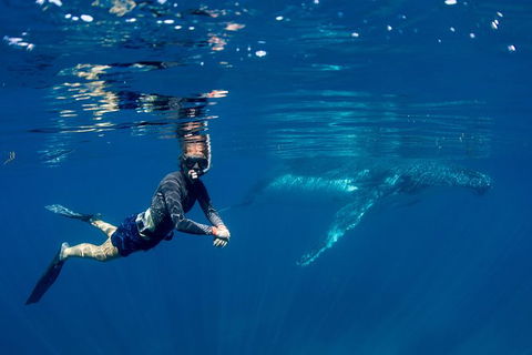Humpback Whale Safari - Accommodation Fremantle 1