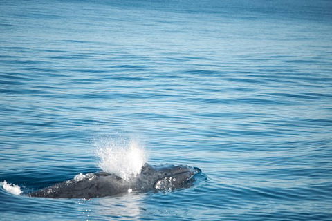Humpback Whale Safari - Accommodation Fremantle 4