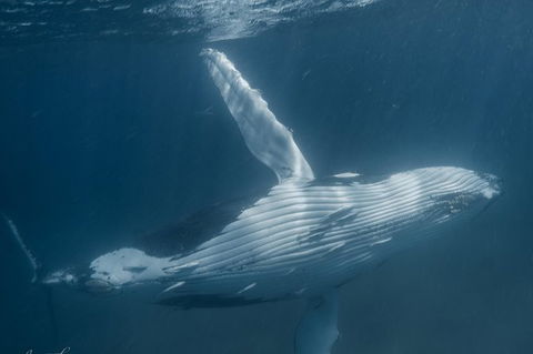 Humpback Whale Safari - Accommodation Fremantle 0