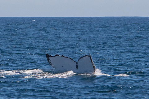 Humpback Whale Safari - Accommodation Fremantle 3