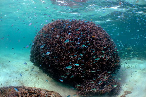 5 Night Ningaloo Reef Ningaloo Escape From Coral Bay - Accommodation Fremantle 3