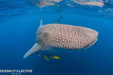 Whale Shark Adventure Tour - Accommodation Fremantle 11