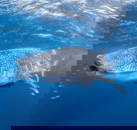 Whale Shark Adventure Tour - Accommodation Fremantle