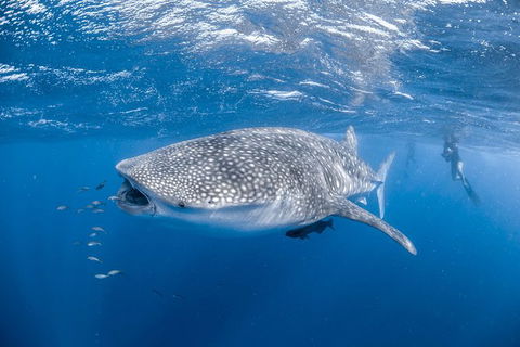 Whale Shark Adventure Tour - Accommodation Fremantle 0