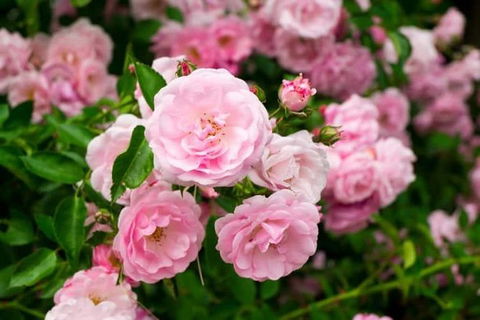 Botanical Gardens, Winery And Scenic Full Day Tour - Accommodation Fremantle 0