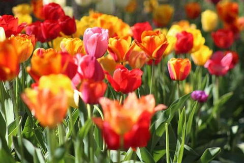 Botanical Gardens, Winery And Scenic Full Day Tour - Accommodation Fremantle 1