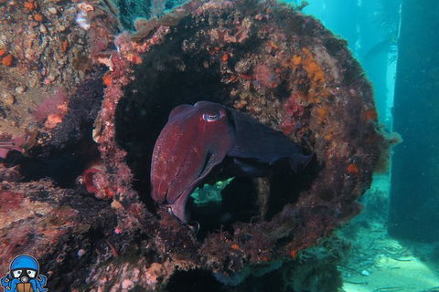 PADI Open Water Course - Accommodation Fremantle 1