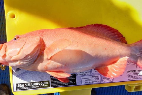 Geraldton Fishing Charter - Accommodation Fremantle 13