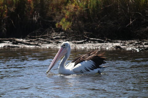 Private Guided River Kayak Tour - Accommodation Fremantle 2