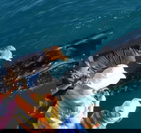 AOC Broome Whale Watching - Accommodation Fremantle