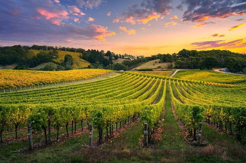 Swan Valley Sunset Wine Tour - Premium Small Group Tour - Accommodation Fremantle 0