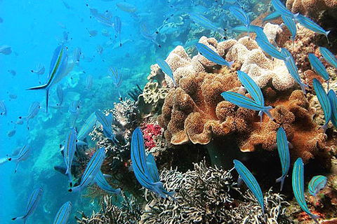 Ocean Free & Ocean Freedom - Cairns Premier Reef And Island Tours - Accommodation Fremantle 5