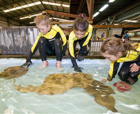 Australian Shark And Ray Centre - Accommodation Fremantle 0