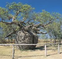 Boab Prison Tree - Accommodation Fremantle