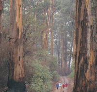 Beedelup National Park - Accommodation Fremantle