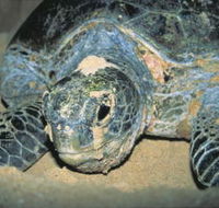 Turtle Nesting Season - Accommodation Fremantle