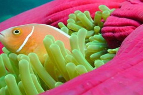 Great Adventures Reef And Green Island Cruises - Accommodation Fremantle 2
