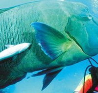 Aristocat Snorkel and Scuba Port Douglas - Accommodation Fremantle