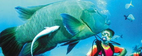 Aristocat Snorkel And Scuba Port Douglas - Accommodation Fremantle 0