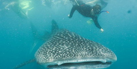 Aristocat Snorkel And Scuba Port Douglas - Accommodation Fremantle 1