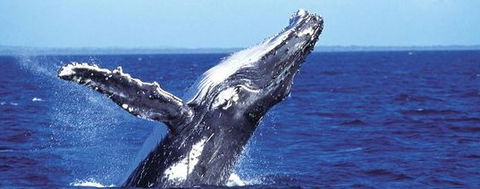 Aristocat Snorkel And Scuba Port Douglas - Accommodation Fremantle 2